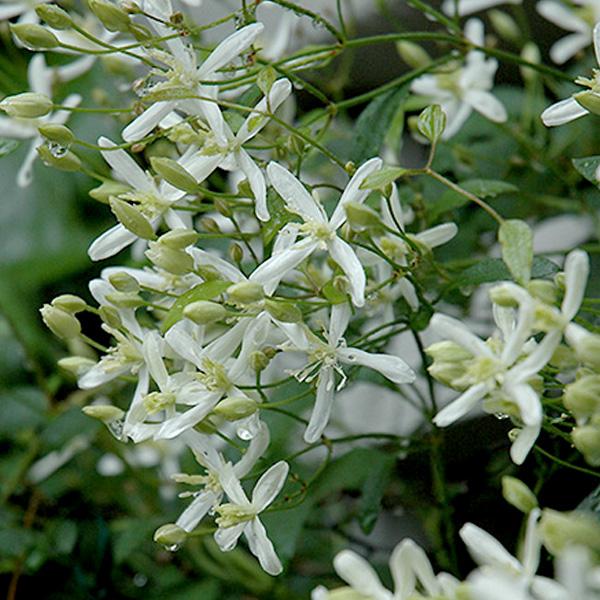 Clematis Sweet Autumn White - 1c