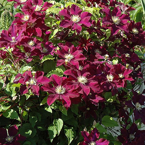 Clematis Red-Violet - 1c