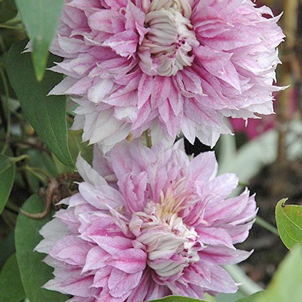 Clematis Lav-Rose - 1c