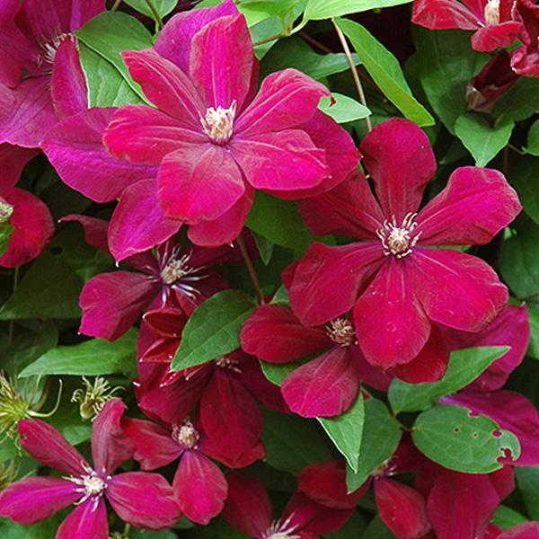 Clematis Deep Crimson - 1c