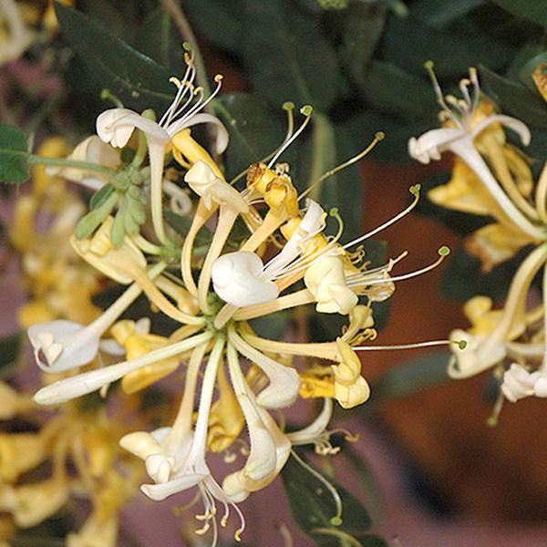 Honeysuckle Scentsation - 2c