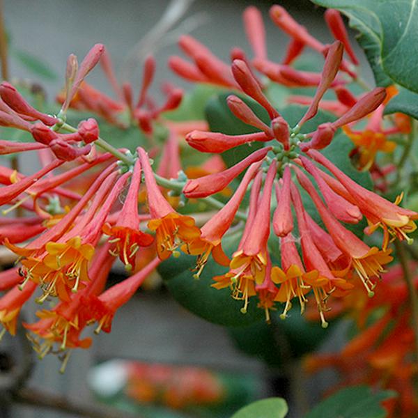 Honeysuckle Dropmore Scarlet- 3c