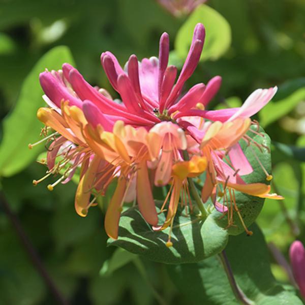 Honeysuckle Goldflame - 3c