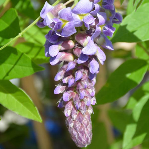 Wisteria Amethyst Falls - 3c