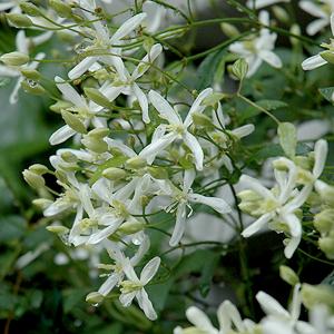 Clematis Sweet Autumn White - 1c