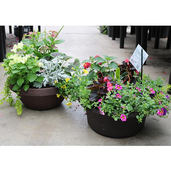 Flowering Low Bowl Planter - 12-14in