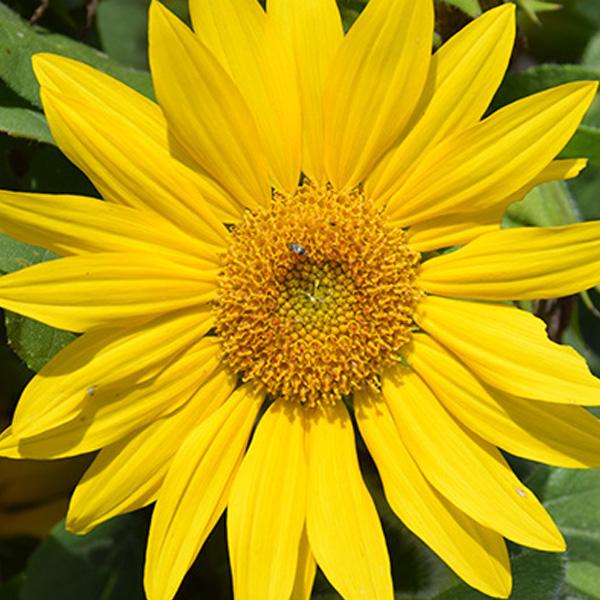 Suntastic Sunflowers