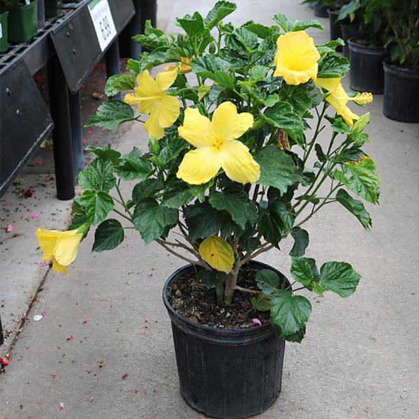 Hibiscus Flowering Bush - 10in