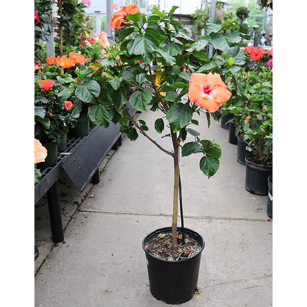 Hibiscus Flowering Tree - 10in