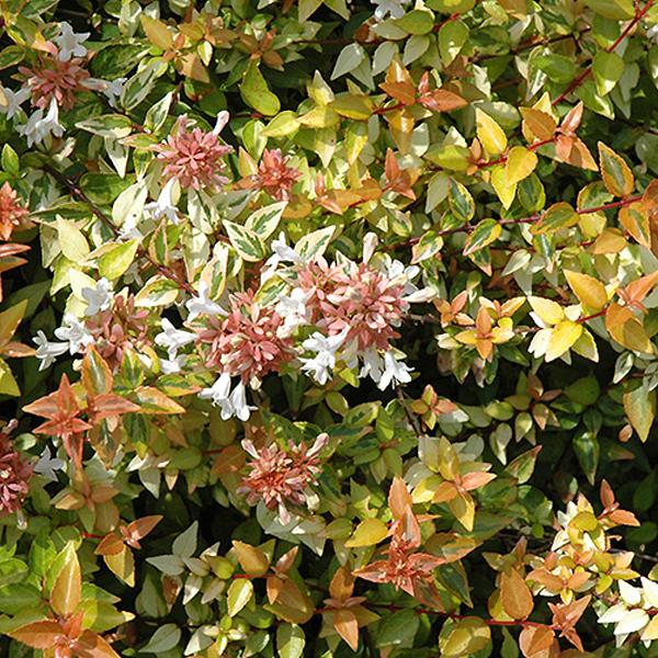 Abelia Glossy Kaleidoscope - 3c
