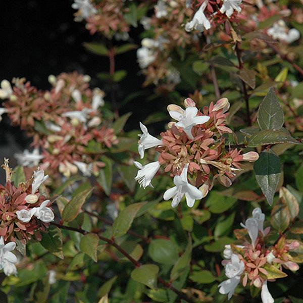 Abelia Glossy Little Richard - 3c