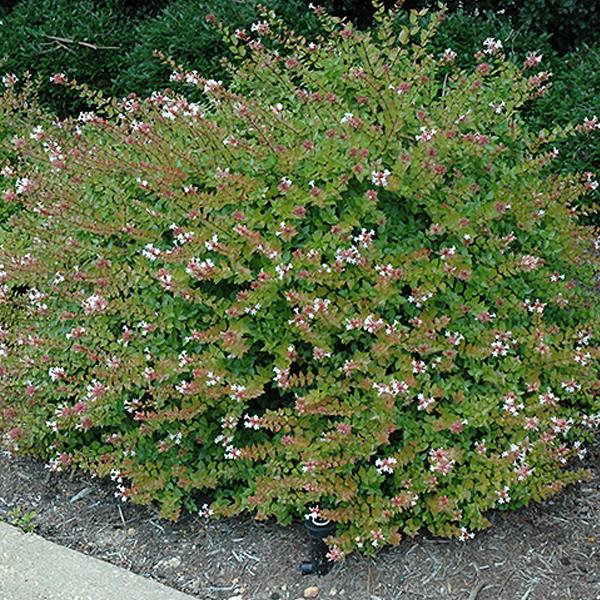 Abelia Glossy Grand Rose Creek - 3c