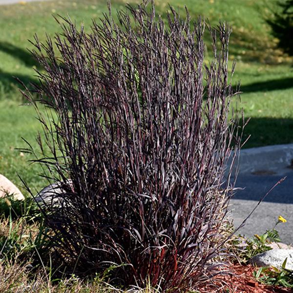 Bluestem Blackhawks - 3c