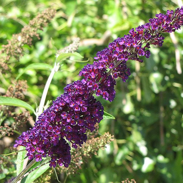 Butterfly Bush Black Knight - 3c