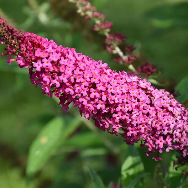 Butterfly Bush Davidii Miss Molly - 1c