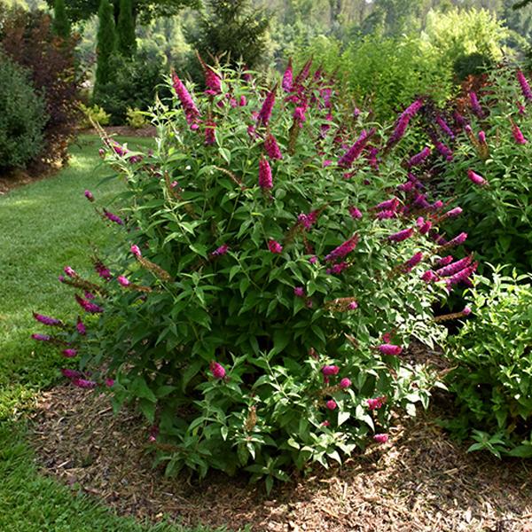 Butterfly Bush Davidii Miss Molly - 3c