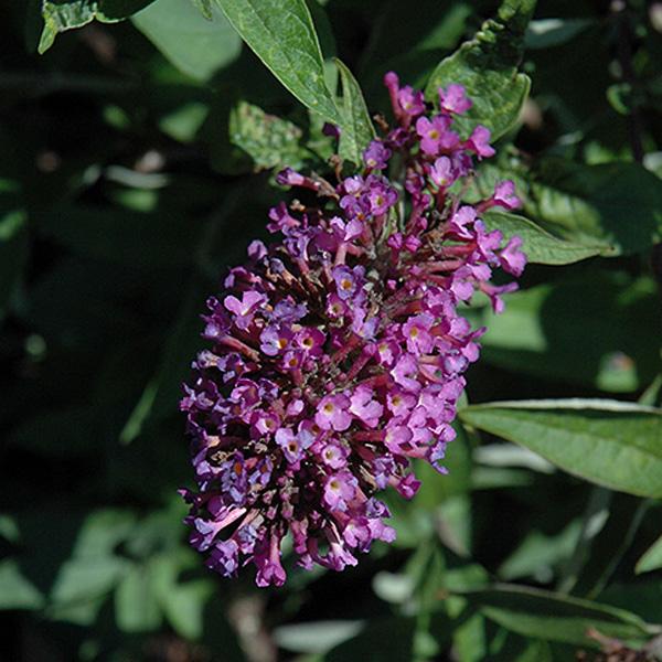 Butterfly Bush Tutti Fruitti - 3c