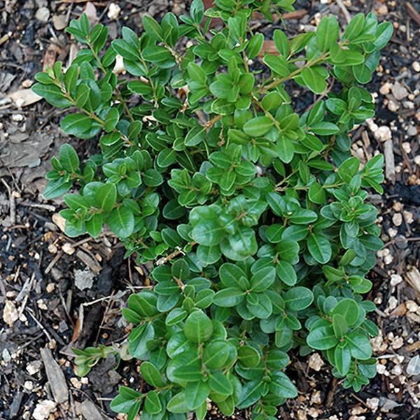 Boxwood Little Miss - 1c