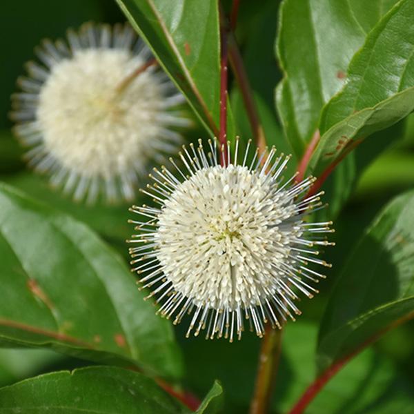 Bush Button Magical Moonlight - 3c 18/30"