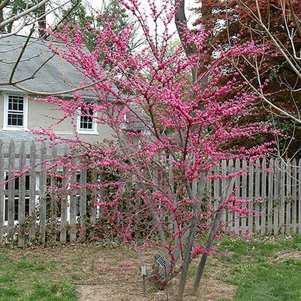 Redbud Appalachian Red - 10c