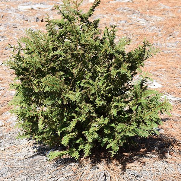 Cypress Gold Fernspray 3c