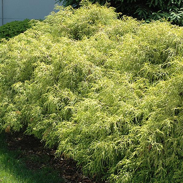 Cypress Gold Mop - 3c