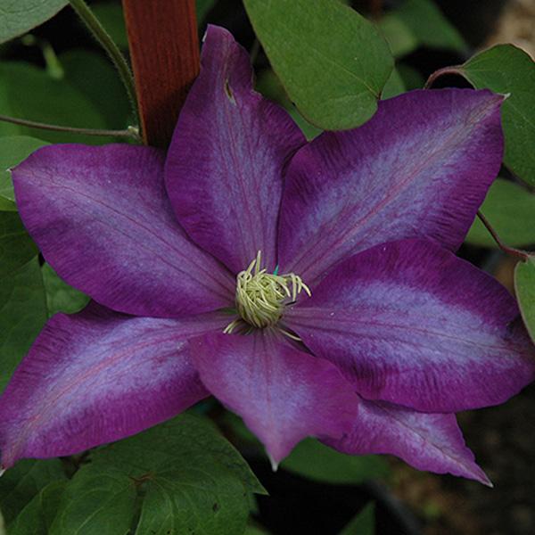 Clematis Daniel Deronda  - 2c