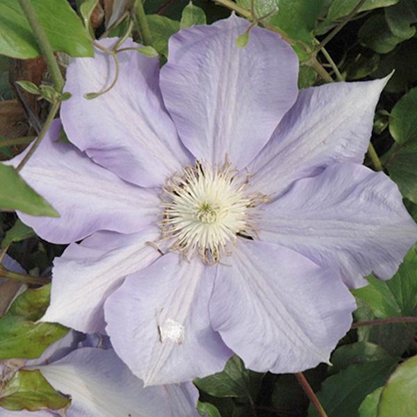 Clematis Lg Lavendar - 1c