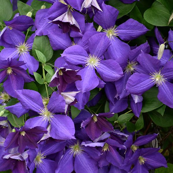Clematis Jackmani - 1c