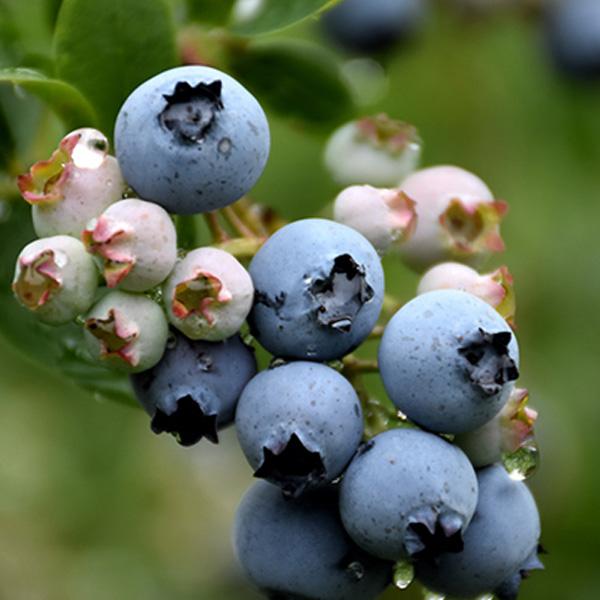 Blueberry Duke Very Early