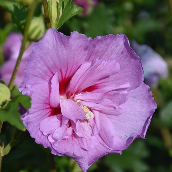 Rose of Sharon Lavender Chiffon - 3c