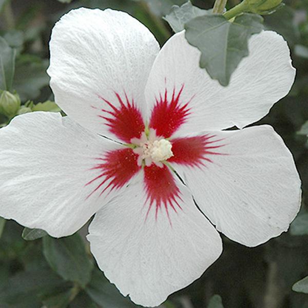 Rose of Sharon White Lil Kim   - 3c