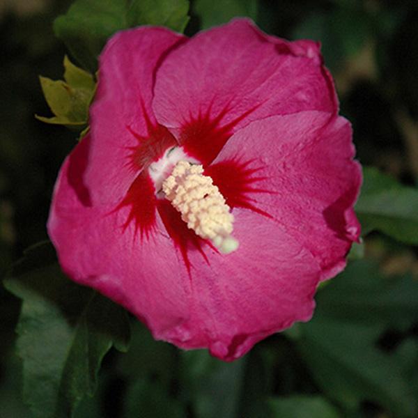 Rose Of Sharon Violet Lil Kim - 3c 3g/11.36L