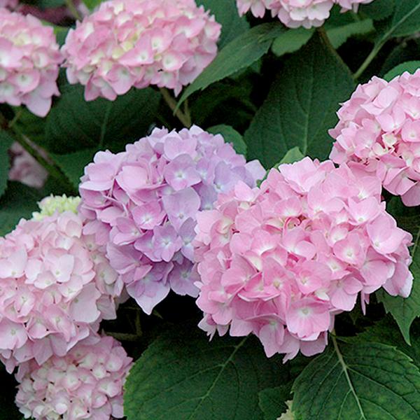 Hydrangea Macrophylla Endless Summer® Original - 1c