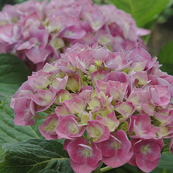 Hydrangea Macrophylla Forever Blue Heave - 3c