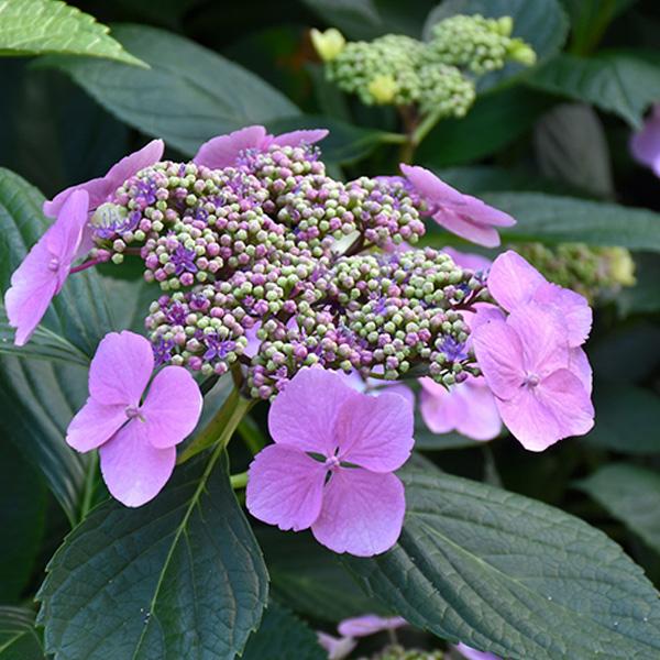 Hydrangea Macrophylla Zorro - 3c