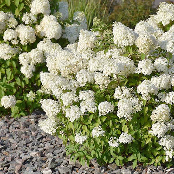 Hydrangea Paniculata Bobo - 3c