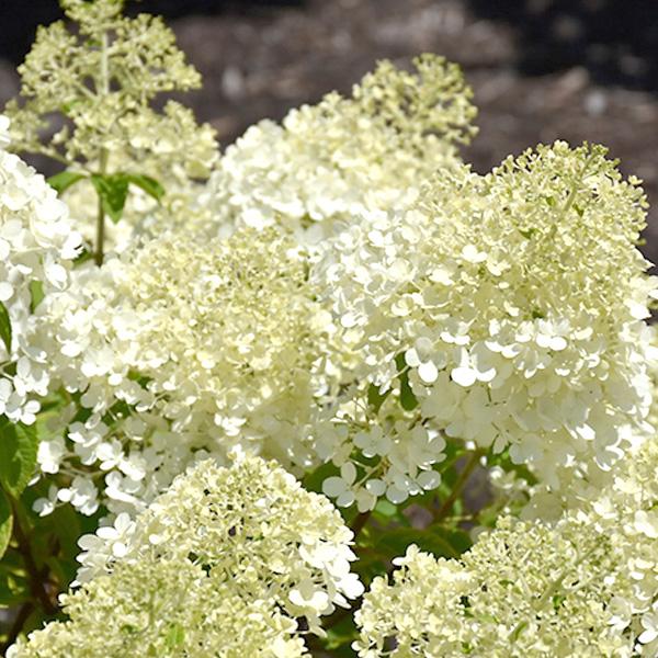 Departments - Hydrangea Panicle Pan Bobo - 3c