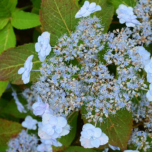 Hydrangea Serrata Tt Stuff Ah Ha - 3c