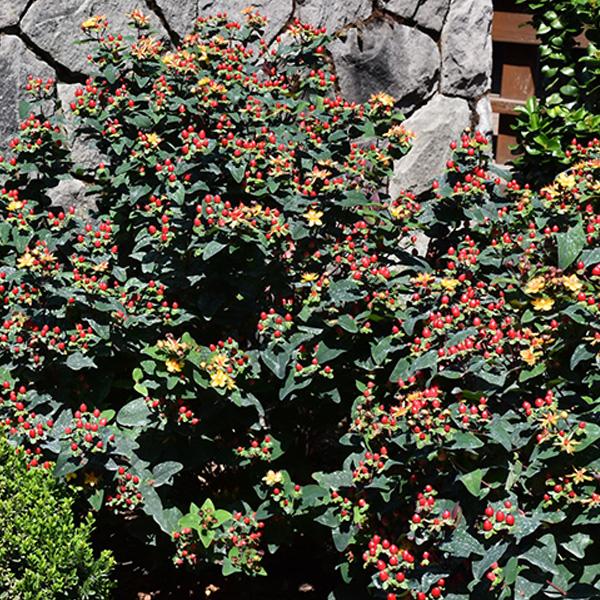 St John's Wort Red Fame - 2c