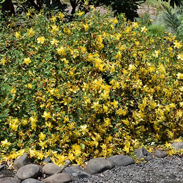 St John's Wort Hidcote - 3c