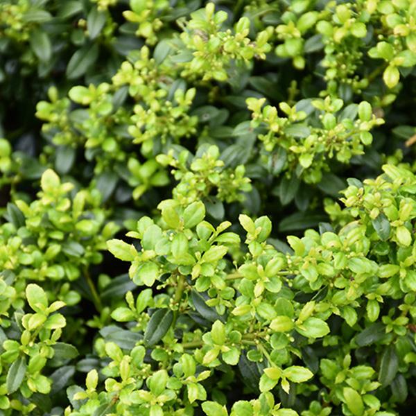Holly Japanese Soft Touch - 3c 12/15"