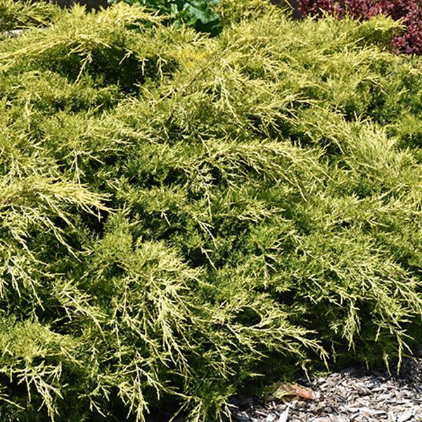 Juniper Gold Lace 3c