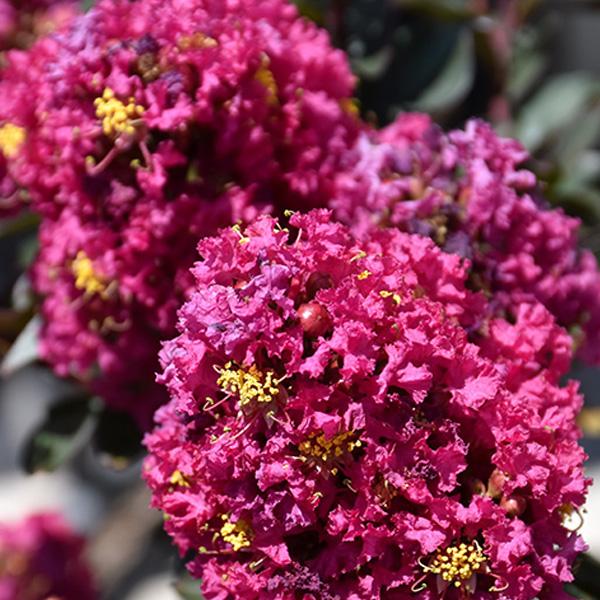 Crapemyrtle Magic Plum - 3c