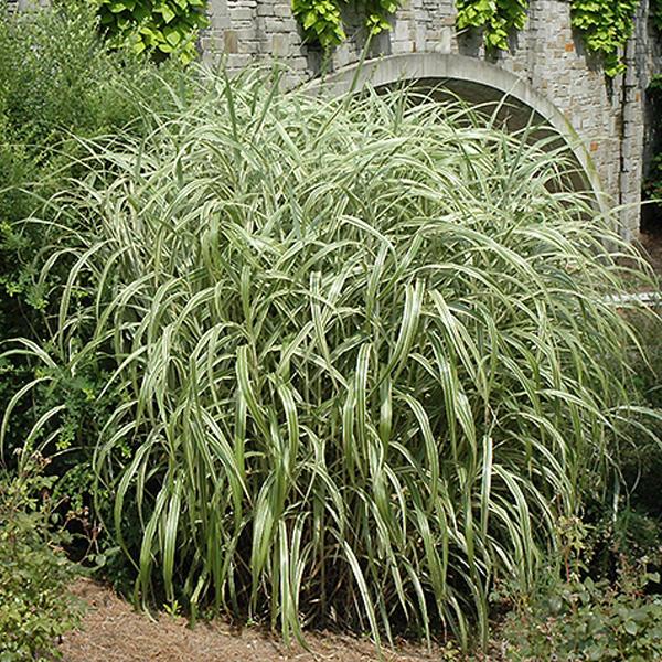 Cabaret Maiden Grass - 2c