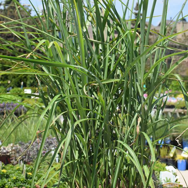 My Fair Maiden Maiden Grass - 2c