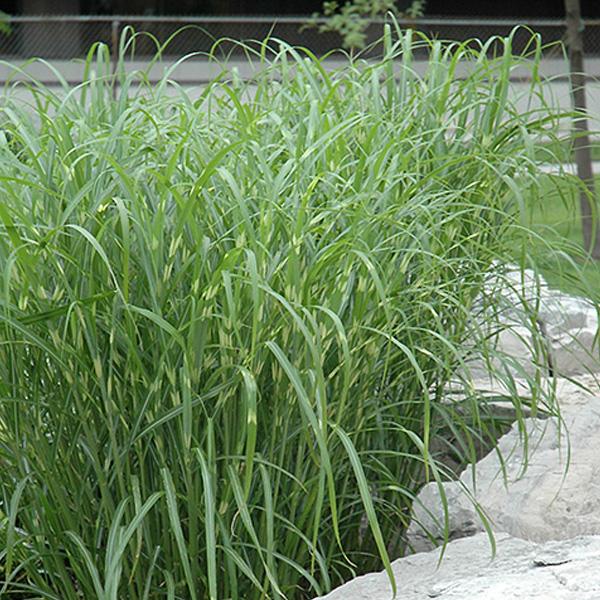 Zebra Grass - 2c