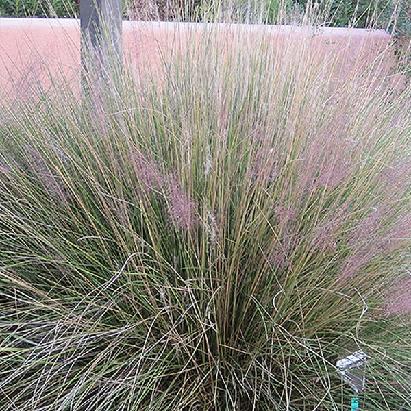 Ruby Muhly Grass  - 2c