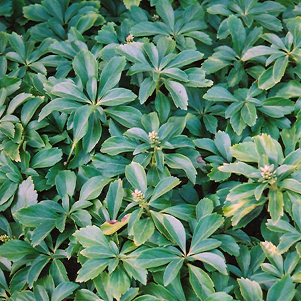 Pachysandra - Flat of 50 Rooted Cuttings