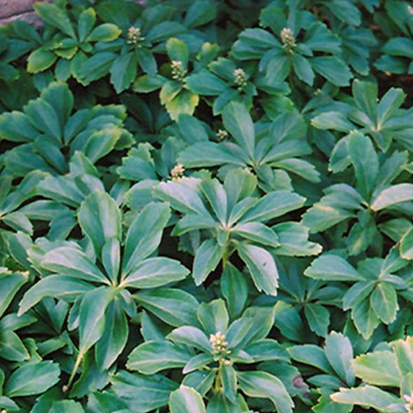 Pachysandra - Flat of 100 Rooted Cuttings